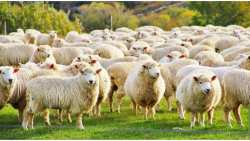 &Pi;&alpha;&nu;ώ&lambda;&eta; &mu;&iota;&kappa;&rho;ώ&nu; &Mu;&eta;&rho;&upsilon;&kappa;&alpha;&sigma;&tau;&iota;&kappa;ώ&nu;: &Alpha;&pi;&alpha;&gamma;ό&rho;&epsilon;&upsilon;&sigma;&eta; &mu;&epsilon;&tau;&alpha;&kappa;&iota;&nu;ή&sigma;&epsilon;&omega;&nu; &alpha;&iota;&gamma;&omicron;&pi;&rho;&omicron;&beta;ά&tau;&omega;&nu; &gamma;&iota;&alpha; &alpha;&nu;&alpha;&pi;&alpha;&rho;&alpha;&gamma;&omega;&gamma;ή, &pi;ά&chi;&upsilon;&nu;&sigma;&eta; &kappa;&alpha;&iota; &sigma;&phi;&alpha;&gamma;ή, &sigma;&epsilon; ό&lambda;&eta; &tau;&eta;&nu; &Epsilon;&lambda;&lambda;ά&delta;&alpha;