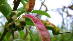 &Gamma;&epsilon;&omega;&rho;&gamma;&iota;&kappa;έ&sigmaf; &pi;&rho;&omicron;&epsilon;&iota;&delta;&omicron;&pi;&omicron;&iota;ή&sigma;&epsilon;&iota;&sigmaf; &gamma;&iota;&alpha; &tau;&alpha; &pi;&upsilon;&rho;&eta;&nu;ό&kappa;&alpha;&rho;&pi;&alpha;