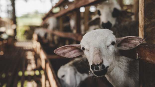 &Pi;&Omicron;&Gamma;&Epsilon;&Delta;&Upsilon;: &Tau;&alpha; ά&sigma;&phi;&alpha;&iota;&rho;&alpha; &pi;&upsilon;&rho;ά &alpha;&pi;ό &tau;&omicron; &ldquo;&pi;&omicron;&lambda;&upsilon;&beta;ό&lambda;&omicron; &tau;&omega;&nu; &epsilon;&lambda;έ&gamma;&chi;&omega;&nu;&rdquo;