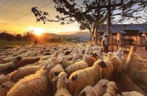 &Pi;&lambda;&eta;&rho;&omega;&mu;ή &zeta;&omega;&omicron;&tau;&rho;&omicron;&phi;ώ&nu; &sigma;&epsilon; &kappa;&tau;&eta;&nu;&omicron;&tau;&rho;ό&phi;&omicron;&upsilon;&sigmaf;