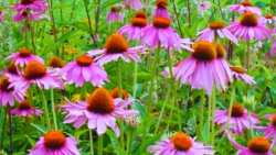 &Epsilon;&nu;&iota;&sigma;&chi;ύ&sigma;&tau;&epsilon; &tau;&omicron;&nu; &omicron;&rho;&gamma;&alpha;&nu;&iota;&sigma;&mu;ό &sigma;&alpha;&sigmaf; - &Epsilon;&chi;&iota;&nu;ά&kappa;&epsilon;&iota;&alpha; &kappa;&alpha;&tau;&alpha;&pi;&omicron;&lambda;&epsilon;&mu;ά &gamma;&rho;ί&pi;&eta; &kappa;&alpha;&iota; &kappa;&rho;&upsilon;&omicron;&lambda;ό&gamma;&eta;&mu;&alpha;