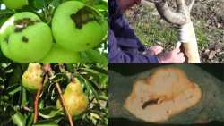 &Gamma;&epsilon;&omega;&rho;&gamma;&iota;&kappa;έ&sigmaf; &pi;&rho;&omicron;&epsilon;&iota;&delta;&omicron;&pi;&omicron;&iota;ή&sigma;&epsilon;&iota;&sigmaf; &gamma;&iota;&alpha; &tau;&alpha; &Mu;&eta;&lambda;&omicron;&epsilon;&iota;&delta;ή