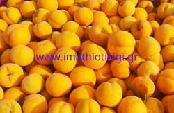 &Omicron;&iota;&kappa;&omicron;&nu;&omicron;&mu;&iota;&kappa;ή &kappa;&alpha;&tau;&alpha;&sigma;&tau;&rho;&omicron;&phi;ή &rho;&omicron;&delta;&alpha;&kappa;&iota;&nu;&omicron;&pi;&alpha;&rho;&alpha;&gamma;&omega;&gamma;ώ&nu; - &Tau;&alpha; ό&sigma;&alpha; &alpha;&nu;&alpha;&phi;έ&rho;&omicron;&upsilon;&nu; &Alpha;&pi;&omicron;&sigma;&tau;ό&lambda;&omicron;&upsilon;, &Beta;&omicron;&rho;&gamma;&iota;ά&delta;&eta;&sigmaf;, &Tau;&sigma;&iota;&rho;&alpha;&nu;ί&delta;&eta;&sigmaf; (&Beta;ί&nu;&tau;&epsilon;&omicron;)