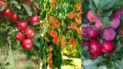 &Gamma;&epsilon;&omega;&rho;&gamma;&iota;&kappa;έ&sigmaf; &pi;&rho;&omicron;&epsilon;&iota;&delta;&omicron;&pi;&omicron;&iota;ή&sigma;&epsilon;&iota;&sigmaf; &gamma;&iota;&alpha; &tau;&eta; &rho;&omicron;&delta;&alpha;&kappa;&iota;&nu;&iota;ά , &mu;&eta;&lambda;&iota;ά &kappa;&alpha;&iota; &delta;&alpha;&mu;&alpha;&sigma;&kappa;&eta;&nu;&iota;ά