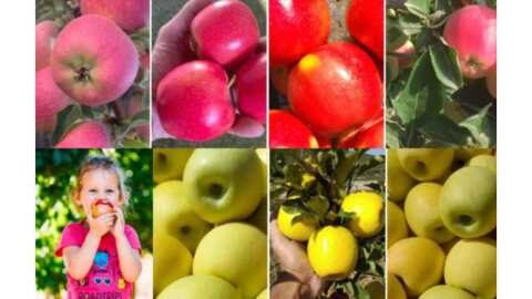 &Mu;&omicron;&nu;&alpha;&delta;&iota;&kappa;έ&sigmaf; &pi;&omicron;&iota;&kappa;&iota;&lambda;ί&epsilon;&sigmaf; &mu;&epsilon; &chi;&alpha;&mu;&eta;&lambda;έ&sigmaf; &alpha;&nu;ά&gamma;&kappa;&epsilon;&sigmaf; &sigma;&epsilon; &psi;ύ&chi;&omicron;&sigmaf; &kappa;&alpha;&iota; ό&chi;&iota; &mu;ό&nu;&omicron;!