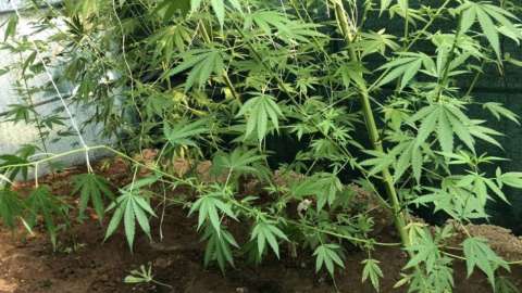 &Phi;&upsilon;&tau;&epsilon;ί&alpha; &mu;&epsilon; &delta;&epsilon;&nu;&delta;&rho;ύ&lambda;&lambda;&iota;&alpha; &kappa;ά&nu;&nu;&alpha;&beta;&eta;&sigmaf; &epsilon;&nu;&tau;&omicron;&pi;ί&sigma;&tau;&eta;&kappa;&epsilon; &sigma;&epsilon; &omicron;&rho;&epsilon;&iota;&nu;ή &pi;&epsilon;&rho;&iota;&omicron;&chi;ή