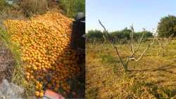 &Alpha;&gamma;&alpha;&nu;&alpha;&kappa;&tau;&iota;&sigma;&mu;έ&nu;&omicron;&sigmaf; &rho;&omicron;&delta;&alpha;&kappa;&iota;&nu;&omicron;&pi;&alpha;&rho;&alpha;&gamma;&omega;&gamma;ό&sigmaf; &pi;έ&tau;&alpha;&xi;&epsilon; &tau;&alpha; &rho;&omicron;&delta;ά&kappa;&iota;&nu;&alpha; &kappa;&alpha;&iota; &kappa;ό&beta;&epsilon;&iota; &pi;&alpha;&rho;&alpha;&gamma;&omega;&gamma;&iota;&kappa;ά &delta;έ&nu;&tau;&rho;&alpha; | &Alpha;&gamma;&rho;&omicron;&tau;&iota;&kappa;ά &nu;έ&alpha; IMATHIOTIKIGI.GR