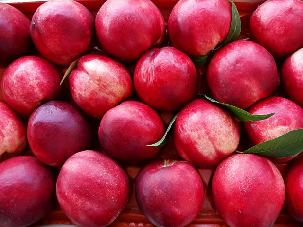 &Eta; &mu;&epsilon;ί&omega;&sigma;&eta; &tau;&eta;&sigmaf; &pi;&alpha;&rho;&alpha;&gamma;&omega;&gamma;ή&sigmaf; &rho;&omicron;&delta;ά&kappa;&iota;&nu;&omega;&nu; &kappa;&alpha;&iota; &nu;&epsilon;&kappa;&tau;&alpha;&rho;&iota;&nu;&iota;ώ&nu; &sigma;&tau;&eta;&nu; &Epsilon;&upsilon;&rho;ώ&pi;&eta; &omicron;&delta;&eta;&gamma;&epsilon;ί &sigma;&epsilon; &kappa;&alpha;&lambda;ύ&tau;&epsilon;&rho;&epsilon;&sigmaf; &tau;&iota;&mu;έ&sigmaf; - &Epsilon;&kappa;&tau;&iota;&mu;ή&sigma;&epsilon;&iota;&sigmaf; &pi;&alpha;&rho;&alpha;&gamma;&omega;&gamma;ή&sigmaf;