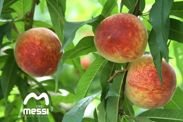 &Alpha;&Sigma; &Mu;έ&sigma;&eta;&sigmaf;: &Xi;&epsilon;&kappa;ί&nu;&eta;&sigma;&alpha;&nu; &omicron;&iota; &pi;&rho;ώ&tau;&epsilon;&sigmaf; &pi;&alpha;&rho;&alpha;&lambda;&alpha;&beta;έ&sigmaf; &rho;&omicron;&delta;ά&kappa;&iota;&nu;&omega;&nu;!!!