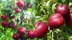 &Omicron;&iota; &pi;&omicron;&lambda;ύ &pi;&alpha;&rho;&alpha;&gamma;&omega;&gamma;&iota;&kappa;έ&sigmaf; &pi;&rho;ώ&iota;&mu;&epsilon;&sigmaf; &pi;&omicron;&iota;&kappa;&iota;&lambda;ί&epsilon;&sigmaf; &nu;&epsilon;&kappa;&tau;&alpha;&rho;&iota;&nu;&iota;ώ&nu; &mu;&epsilon; &mu;&epsilon;&gamma;ά&lambda;&omicron; &mu;έ&gamma;&epsilon;&theta;&omicron;&sigmaf; &kappa;&alpha;&rho;&pi;&omicron;ύ (&Alpha;&Alpha;-&Alpha;&Alpha;&Alpha;)