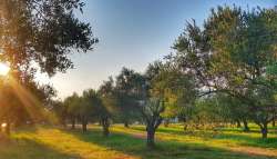 &Gamma;&epsilon;&omega;&rho;&gamma;&iota;&kappa;έ&sigmaf; &pi;&rho;&omicron;&epsilon;&iota;&delta;&omicron;&pi;&omicron;&iota;ή&sigma;&epsilon;&iota;&sigmaf; &gamma;&iota;&alpha; &tau;&eta;&nu; &Epsilon;&lambda;&iota;ά