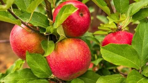 &Delta;&epsilon;&sigmaf; &tau;&iota;&sigmaf; &delta;&iota;&alpha;&theta;έ&sigma;&iota;&mu;&epsilon;&sigmaf; &pi;&omicron;&iota;&kappa;&iota;&lambda;ί&epsilon;&sigmaf; &Mu;&eta;&lambda;&iota;ά&sigmaf; (&Beta;ί&nu;&tau;&epsilon;&omicron; 2026)