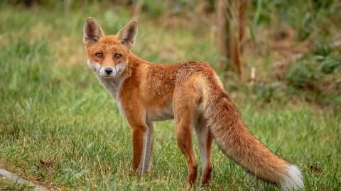 Έ&nu;&alpha;&rho;&xi;&eta; &tau;&eta;&sigmaf; 22&eta;&sigmaf; &Epsilon;&mu;&beta;&omicron;&lambda;&iota;&alpha;&sigma;&tau;&iota;&kappa;ή&sigmaf; &Epsilon;&kappa;&sigma;&tau;&rho;&alpha;&tau;&epsilon;ί&alpha;&sigmaf; &tau;&omega;&nu; &Kappa;ό&kappa;&kappa;&iota;&nu;&omega;&nu; &Alpha;&lambda;&epsilon;&pi;&omicron;ύ&delta;&omega;&nu; &gamma;&iota;&alpha; &tau;&omicron; &Pi;&rho;ό&gamma;&rho;&alpha;&mu;&mu;&alpha; &Epsilon;&pi;&iota;&tau;ή&rho;&eta;&sigma;&eta;&sigmaf; &kappa;&alpha;&iota; &Kappa;&alpha;&tau;&alpha;&pi;&omicron;&lambda;έ&mu;&eta;&sigma;&eta;&sigmaf; &tau;&eta;&sigmaf; &Lambda;ύ&sigma;&sigma;&alpha;&sigmaf;