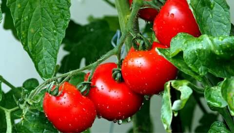 &Nu;&tau;&omicron;&mu;ά&tau;&epsilon;&sigmaf; : &Epsilon;&upsilon;&epsilon;&rho;&gamma;&epsilon;&tau;&iota;&kappa;έ&sigmaf; &gamma;&iota;&alpha; &tau;&omicron;&nu; &omicron;&rho;&gamma;&alpha;&nu;&iota;&sigma;&mu;ό &kappa;&alpha;&iota; &kappa;ά&nu;&omicron;&upsilon;&nu; &kappa;&alpha;&lambda;ό &kappa;&alpha;&iota; &sigma;&tau;&omicron; &pi;&epsilon;&pi;&tau;&iota;&kappa;ό