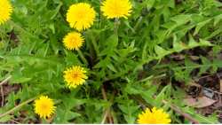 &Pi;&iota;&kappa;&rho;&alpha;&lambda;ί&delta;&alpha; ή &alpha;&gamma;&rho;&iota;&omicron;&rho;ά&delta;&iota;&kappa;&omicron; - Έ&nu;&alpha; &iota;&sigma;&chi;&upsilon;&rho;ό &phi;ά&rho;&mu;&alpha;&kappa;&omicron; &tau;&eta;&sigmaf; &phi;ύ&sigma;&eta;&sigmaf;