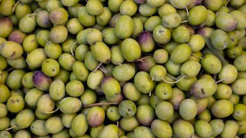 &Eta;&lambda;&epsilon;ί&alpha;: &Kappa;ά&tau;&omega; &alpha;&pi;ό 20.000 &tau;ό&nu;&omicron;&upsilon;&sigmaf; &eta; &phi;&epsilon;&tau;&iota;&nu;ή &epsilon;&lambda;&alpha;&iota;&omicron;&pi;&alpha;&rho;&alpha;&gamma;&omega;&gamma;ή