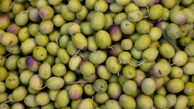 &Eta;&lambda;&epsilon;ί&alpha;: &Kappa;ά&tau;&omega; &alpha;&pi;ό 20.000 &tau;ό&nu;&omicron;&upsilon;&sigmaf; &eta; &phi;&epsilon;&tau;&iota;&nu;ή &epsilon;&lambda;&alpha;&iota;&omicron;&pi;&alpha;&rho;&alpha;&gamma;&omega;&gamma;ή