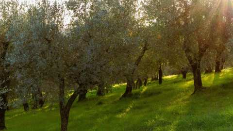 &Gamma;&epsilon;&omega;&rho;&gamma;&iota;&kappa;έ&sigmaf; &pi;&rho;&omicron;&epsilon;&iota;&delta;&omicron;&pi;&omicron;&iota;ή&sigma;&epsilon;&iota;&sigmaf; &gamma;&iota;&alpha; &tau;&eta;&nu; &Epsilon;&lambda;&iota;ά | &Alpha;&gamma;&rho;&omicron;&tau;&iota;&kappa;ά &nu;έ&alpha; IMATHIOTIKIGI.GR