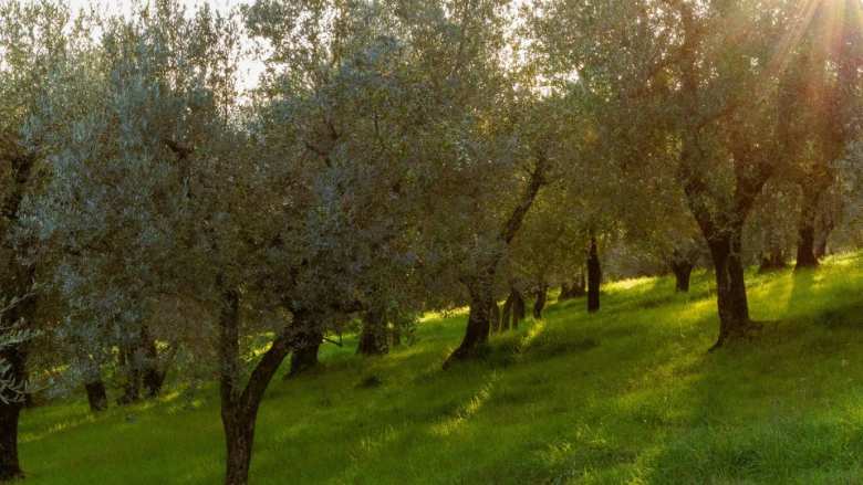 &Gamma;&epsilon;&omega;&rho;&gamma;&iota;&kappa;έ&sigmaf; &pi;&rho;&omicron;&epsilon;&iota;&delta;&omicron;&pi;&omicron;&iota;ή&sigma;&epsilon;&iota;&sigmaf; &gamma;&iota;&alpha; &tau;&eta;&nu; &Epsilon;&lambda;&iota;ά | &Alpha;&gamma;&rho;&omicron;&tau;&iota;&kappa;ά &nu;έ&alpha; IMATHIOTIKIGI.GR