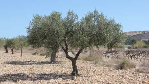 &Kappa;ί&nu;&delta;&upsilon;&nu;&omicron;&sigmaf; &nu;&alpha; &epsilon;&gamma;&kappa;&alpha;&tau;&alpha;&lambda;&epsilon;&iota;&phi;&theta;&omicron;ύ&nu; &epsilon;&lambda;&alpha;&iota;ώ&nu;&epsilon;&sigmaf; &sigma;&tau;&omicron; &Pi;ή&lambda;&iota;&omicron;: &laquo;&Delta;&epsilon;&nu; &pi;&epsilon;&rho;&iota;&mu;έ&nu;&alpha;&mu;&epsilon; &tau;έ&tau;&omicron;&iota;&alpha; &mu;&epsilon;ί&omega;&sigma;&eta; &sigma;&tau;&eta;&nu; &pi;&alpha;&rho;&alpha;&gamma;&omega;&gamma;ή &epsilon;&lambda;&iota;ά&sigmaf;&raquo;