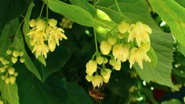 &Beta;ό&tau;&alpha;&nu;&alpha; &gamma;&iota;&alpha; &chi;&omicron;&lambda;&eta;&sigma;&tau;&epsilon;&rho;ί&nu;&eta; &kappa;&alpha;&iota; &pi;ί&epsilon;&sigma;&eta;