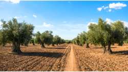 &Epsilon;&lambda;&alpha;&iota;&omicron;&kappa;&alpha;&lambda;&lambda;&iota;έ&rho;&gamma;&epsilon;&iota;&alpha;: &Tau;&omicron; έ&rho;&gamma;&omicron; &laquo;Olivos de Arag&oacute;n&raquo; &delta;&epsilon;ί&chi;&nu;&epsilon;&iota; &tau;&eta;&nu; ύ&pi;&alpha;&rho;&xi;&eta; έ&omega;&sigmaf; &kappa;&alpha;&iota; 30 &nu;έ&omega;&nu; &pi;&omicron;&iota;&kappa;&iota;&lambda;&iota;ώ&nu;