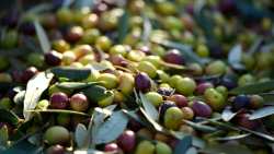 &Alpha;&chi;&alpha;ϊ&alpha;: &Sigma;&upsilon;&lambda;&lambda;ή&psi;&epsilon;&iota;&sigmaf; &gamma;&iota;&alpha; &kappa;&lambda;&omicron;&pi;ή &delta;έ&kappa;&alpha; &tau;ό&nu;&omega;&nu; &epsilon;&lambda;&iota;ά&sigmaf;