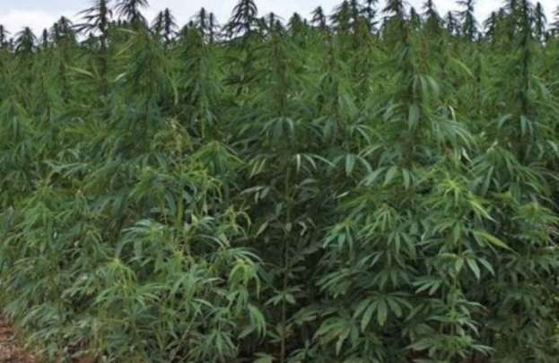 &Phi;&upsilon;&tau;&epsilon;ί&alpha; &mu;&epsilon; &chi;&iota;&lambda;&iota;ά&delta;&epsilon;&sigmaf; &delta;έ&nu;&tau;&rho;&alpha; &kappa;ά&nu;&nu;&alpha;&beta;&eta;&sigmaf; &epsilon;&nu;&tau;&omicron;&pi;ί&sigma;&tau;&eta;&kappa;&alpha;&nu; &sigma;&tau;&eta;&nu; &epsilon;&upsilon;&rho;ύ&tau;&epsilon;&rho;&eta; &pi;&epsilon;&rho;&iota;&omicron;&chi;ή &tau;&eta;&sigmaf; &Zeta;&alpha;&gamma;&omicron;&rho;ά&sigmaf;