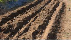 &Chi;&rho;ή&sigma;&eta; &iota;&delta;&iota;&omicron;&pi;&alpha;&rho;&alpha;&gamma;ό&mu;&epsilon;&nu;&omicron;&upsilon; &pi;&alpha;&tau;&alpha;&tau;ό&sigma;&pi;&omicron;&rho;&omicron;&upsilon; (farm saved seed) - &Phi;&upsilon;&tau;&omicron;ϋ&gamma;&epsilon;&iota;&omicron;&nu;&omicron;&mu;&iota;&kappa;έ&sigmaf; &alpha;&pi;&alpha;&iota;&tau;ή&sigma;&epsilon;&iota;&sigmaf;