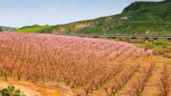 &Delta;&eta;&lambda;ώ&sigma;&epsilon;&iota;&sigmaf; &Zeta;&eta;&mu;&iota;ώ&nu; &sigma;&epsilon; &delta;&epsilon;&nu;&delta;&rho;ώ&delta;&epsilon;&iota;&sigmaf; &kappa;&alpha;&lambda;&lambda;&iota;έ&rho;&gamma;&epsilon;&iota;&epsilon;&sigmaf; &sigma;&tau;&eta;&nu; &Delta;/&Tau;.&Kappa;. &Beta;έ&rho;&omicron;&iota;&alpha;&sigmaf;