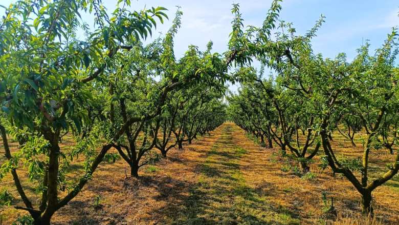 &Gamma;&epsilon;&omega;&rho;&gamma;&iota;&kappa;έ&sigmaf; &pi;&rho;&omicron;&epsilon;&iota;&delta;&omicron;&pi;&omicron;&iota;ή&sigma;&epsilon;&iota;&sigmaf; &gamma;&iota;&alpha; &tau;&eta; &Rho;&omicron;&delta;&alpha;&kappa;&iota;&nu;&iota;ά | &Alpha;&gamma;&rho;&omicron;&tau;&iota;&kappa;ά &nu;έ&alpha; IMATHIOTIKIGI.GR
