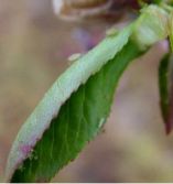 &Gamma;&epsilon;&omega;&rho;&gamma;&iota;&kappa;έ&sigmaf; &Pi;&rho;&omicron;&epsilon;&iota;&delta;&omicron;&pi;&omicron;&iota;ή&sigma;&epsilon;&iota;&sigmaf; &gamma;&iota;&alpha; &tau;&eta;&nu; &alpha;&nu;ά&rho;&sigma;&iota;&alpha;, &beta;&lambda;&alpha;&sigma;&tau;&omicron;&rho;ύ&kappa;&tau;&eta;, &phi;&upsilon;&lambda;&lambda;&omicron;&delta;έ&tau;&eta; &kappa;&alpha;&iota; &alpha;&phi;ί&delta;&epsilon;&sigmaf; &sigma;&tau;&eta; &rho;&omicron;&delta;&alpha;&kappa;&iota;&nu;&iota;ά