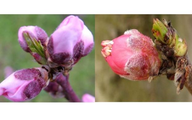&Omicron;&delta;&eta;&gamma;ί&alpha; &psi;&epsilon;&kappa;&alpha;&sigma;&mu;&omicron;ύ &gamma;&iota;&alpha; &tau;&eta; &rho;&omicron;&delta;&alpha;&kappa;&iota;&nu;&iota;ά (&Mu;&omicron;&nu;ί&lambda;&iota;&alpha; - &Beta;&alpha;&mu;&beta;&alpha;&kappa;ά&delta;&alpha;)