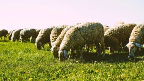 &Tau;έ&sigma;&sigma;&epsilon;&rho;&iota;&sigmaf; &sigma;&upsilon;&lambda;&lambda;ή&psi;&epsilon;&iota;&sigmaf; &gamma;&iota;&alpha; &pi;&alpha;&rho;&alpha;&beta;ί&alpha;&sigma;&eta; &tau;&omega;&nu; &mu;έ&tau;&rho;&omega;&nu; &gamma;&iota;&alpha; &tau;&eta;&nu; &epsilon;&upsilon;&lambda;&omicron;&gamma;&iota;ά &tau;&omega;&nu; &alpha;&iota;&gamma;&omicron;&pi;&rho;&omicron;&beta;ά&tau;&omega;&nu; &sigma;&epsilon; &pi;&epsilon;&rho;&iota;&omicron;&chi;έ&sigmaf; &tau;&eta;&sigmaf; &Lambda;ά&rho;&iota;&sigma;&alpha;&sigmaf;
