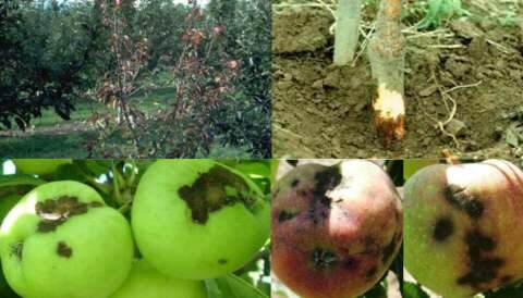 &Gamma;&epsilon;&omega;&rho;&gamma;&iota;&kappa;έ&sigmaf; &pi;&rho;&omicron;&epsilon;&iota;&delta;&omicron;&pi;&omicron;&iota;ή&sigma;&epsilon;&iota;&sigmaf; &gamma;&iota;&alpha; &tau;&alpha; &Mu;&eta;&lambda;&omicron;&epsilon;&iota;&delta;ή