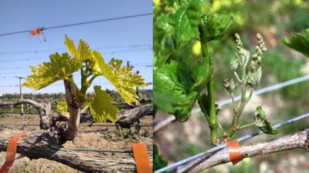 &Gamma;&epsilon;&omega;&rho;&gamma;&iota;&kappa;έ&sigmaf; &pi;&rho;&omicron;&epsilon;&iota;&delta;&omicron;&pi;&omicron;&iota;ή&sigma;&epsilon;&iota;&sigmaf; (&Omega;ί&delta;&iota;&omicron;) &gamma;&iota;&alpha; &tau;&omicron; &Alpha;&mu;&pi;έ&lambda;&iota;