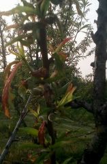 &Omicron; &epsilon;&xi;ώ&alpha;&sigma;&kappa;&omicron;&sigmaf; "&chi;&tau;ύ&pi;&eta;&sigma;&epsilon;" &kappa;&alpha;&iota; &phi;έ&tau;&omicron;&sigmaf; &nu;&epsilon;&kappa;&tau;&alpha;&rho;&iota;&nu;&iota;έ&sigmaf; &kappa;&alpha;&iota; &rho;&omicron;&delta;&alpha;&kappa;&iota;&nu;&iota;έ&sigmaf;