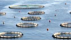 &Eta;&gamma;έ&tau;&iota;&delta;&alpha; &sigma;&tau;&iota;&sigmaf; &delta;&iota;&epsilon;&theta;&nu;&epsilon;ί&sigmaf; &alpha;&gamma;&omicron;&rho;έ&sigmaf; &eta; &epsilon;&lambda;&lambda;&eta;&nu;&iota;&kappa;ή &iota;&chi;&theta;&upsilon;&omicron;&kappa;&alpha;&lambda;&lambda;&iota;έ&rho;&gamma;&epsilon;&iota;&alpha;