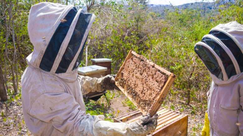 &Mu;&alpha;&kappa;&rho;&omicron;&chi;ώ&rho;&iota; &Eta;&mu;&alpha;&theta;ί&alpha;&sigmaf;: &Delta;&omega;&rho;&epsilon;ά&nu; &tau;&rho;&iota;ή&mu;&epsilon;&rho;&eta; &epsilon;&kappa;&pi;&alpha;ί&delta;&epsilon;&upsilon;&sigma;&eta; - &kappa;&alpha;&tau;ά&rho;&tau;&iota;&sigma;&eta; &mu;&epsilon;&lambda;&iota;&sigma;&sigma;&omicron;&kappa;&omicron;&mu;ί&alpha;&sigmaf; &gamma;&iota;&alpha; &epsilon;&pi;&alpha;&gamma;&gamma;&epsilon;&lambda;&mu;&alpha;&tau;ί&epsilon;&sigmaf; &kappa;&alpha;&iota; &epsilon;&rho;&alpha;&sigma;&iota;&tau;έ&chi;&nu;&epsilon;&sigmaf; &mu;&epsilon;&lambda;&iota;&sigma;&sigma;&omicron;&kappa;ό&mu;&omicron;&upsilon;&sigmaf;