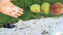 &Tau;&omicron; "έ&sigma;&tau;&rho;&omega;&sigma;&epsilon;" &sigma;&tau;&alpha; &omicron;&rho;&epsilon;&iota;&nu;ά &tau;&eta;&sigmaf; &Pi;έ&lambda;&lambda;&alpha;&sigmaf; - &Tau;&omicron; &chi;&alpha;&lambda;ά&zeta;&iota; &kappa;&alpha;&tau;έ&sigma;&tau;&rho;&epsilon;&psi;&epsilon; &kappa;&alpha;&lambda;&lambda;&iota;έ&rho;&gamma;&epsilon;&iota;&epsilon;&sigmaf; &mu;&epsilon; &mu;ή&lambda;&alpha;, &pi;&alpha;&tau;ά&tau;&epsilon;&sigmaf;, &delta;&alpha;&mu;ά&sigma;&kappa;&eta;&nu;&alpha; &kappa;&alpha;&iota; &rho;&omicron;&delta;ά&kappa;&iota;&nu;&alpha;