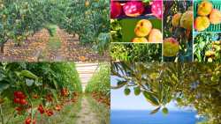 &Beta;&omicron;&upsilon;&lambda;&epsilon;&upsilon;&tau;ή&sigmaf; &Mu;&epsilon;&sigma;&sigma;&eta;&nu;ί&alpha;&sigmaf; &Nu;&Delta; &Pi;&epsilon;&rho;&iota;&kappa;&lambda;ή&sigmaf; &Mu;&alpha;&nu;&tau;ά&sigmaf;: &Pi;&omicron;&lambda;&lambda;&omicron;ί &upsilon;&pi;&omicron;&upsilon;&rho;&gamma;&omicron;ί &sigma;&tau;&omicron; &Upsilon;&Pi;&Alpha;&Alpha;&Tau; &tau;&alpha; &tau;&epsilon;&lambda;&epsilon;&upsilon;&tau;&alpha;ί&alpha; έ&tau;&eta; &sigma;&upsilon;&mu;&pi;&epsilon;&rho;&iota;&phi;έ&rho;&omicron;&nu;&tau;&alpha;&iota; &omega;&sigmaf; &upsilon;&pi;&omicron;&upsilon;&rho;&gamma;&omicron;ί &nu;&omicron;&mu;ώ&nu; &kappa;&alpha;&iota; ό&chi;&iota; &tau;&eta;&sigmaf; &chi;ώ&rho;&alpha;&sigmaf;"