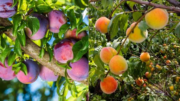 &Alpha;&nu;&alpha;&gamma;&gamma;&epsilon;&lambda;ί&alpha; &gamma;&iota;&alpha; ό&lambda;&epsilon;&sigmaf; &tau;&iota;&sigmaf; &delta;&epsilon;&nu;&delta;&rho;ώ&delta;&epsilon;&iota;&sigmaf; &kappa;&alpha;&lambda;&lambda;&iota;έ&rho;&gamma;&epsilon;&iota;&epsilon;&sigmaf; &zeta;&eta;&tau;ά &mu;&epsilon; &epsilon;&pi;&iota;&sigma;&tau;&omicron;&lambda;ή &tau;&omicron;&upsilon; &omicron; &Sigma;&Epsilon;&Alpha;&Sigma; &Nu;. &Pi;έ&lambda;&lambda;&alpha;&sigmaf;