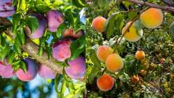 &Alpha;&nu;&alpha;&gamma;&gamma;&epsilon;&lambda;ί&alpha; &gamma;&iota;&alpha; ό&lambda;&epsilon;&sigmaf; &tau;&iota;&sigmaf; &delta;&epsilon;&nu;&delta;&rho;ώ&delta;&epsilon;&iota;&sigmaf; &kappa;&alpha;&lambda;&lambda;&iota;έ&rho;&gamma;&epsilon;&iota;&epsilon;&sigmaf; &zeta;&eta;&tau;ά &mu;&epsilon; &epsilon;&pi;&iota;&sigma;&tau;&omicron;&lambda;ή &tau;&omicron;&upsilon; &omicron; &Sigma;&Epsilon;&Alpha;&Sigma; &Nu;. &Pi;έ&lambda;&lambda;&alpha;&sigmaf;