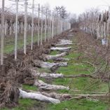 &Xi;&epsilon;&rho;&iota;&zeta;ώ&nu;&omicron;&upsilon;&nu; &rho;&omicron;&delta;&alpha;&kappa;&iota;&nu;&iota;έ&sigmaf;, &kappa;&epsilon;&rho;&alpha;&sigma;&iota;έ&sigmaf; &kappa;&alpha;&iota; &alpha;&kappa;&tau;&iota;&nu;&iota;&delta;&iota;έ&sigmaf; - &Sigma;&tau;&rho;&omicron;&phi;ή &sigma;&epsilon; &nu;έ&epsilon;&sigmaf; &kappa;&alpha;&lambda;&lambda;&iota;έ&rho;&gamma;&epsilon;&iota;&epsilon;&sigmaf;