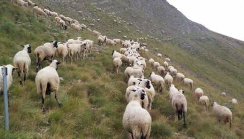 &Sigma;&tau;ή&rho;&iota;&xi;&eta; &tau;&eta;&sigmaf; &kappa;&tau;&eta;&nu;&omicron;&tau;&rho;&omicron;&phi;ί&alpha;&sigmaf; &zeta;&eta;&tau;ά&epsilon;&iota; &eta; &Sigma;&Epsilon;&Kappa; &mu;&epsilon; &pi;&omicron;&sigma;ό &epsilon;&nu;ί&sigma;&chi;&upsilon;&sigma;&eta;&sigmaf; 150 &epsilon;&kappa;. &epsilon;&upsilon;&rho;&omega; &alpha;&nu;&tau;ί &tau;&omega;&nu; 89 &epsilon;&kappa;. &epsilon;&upsilon;&rho;ώ &pi;&omicron;&upsilon; &alpha;&nu;&alpha;&kappa;&omicron;ί&nu;&omega;&sigma;&epsilon; &eta; &kappa;&upsilon;&beta;έ&rho;&nu;&eta;&sigma;&eta;