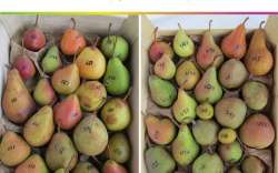 &Sigma;&upsilon;&mu;&mu;&epsilon;&tau;&omicron;&chi;ή &tau;&omicron;&upsilon; &Tau;&Phi;&Omicron;&Delta;&Nu; &sigma;&tau;&eta;&nu; έ&kappa;&delta;&omicron;&sigma;&eta; &delta;&iota;&epsilon;&theta;&nu;&omicron;ύ&sigmaf; &omicron;&delta;&eta;&gamma;&omicron;ύ &chi;&alpha;&rho;&alpha;&kappa;&tau;&eta;&rho;&iota;&sigma;&mu;&omicron;ύ &kappa;&alpha;&iota; &alpha;&xi;&iota;&omicron;&lambda;ό&gamma;&eta;&sigma;&eta;&sigmaf; &tau;&eta;&sigmaf; &alpha;&chi;&lambda;&alpha;&delta;&iota;ά&sigmaf;