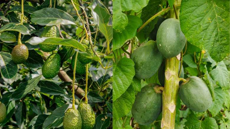 &Kappa;&rho;ή&tau;&eta;: &Zeta;&eta;&mu;&iota;έ&sigmaf; &sigma;&epsilon; &kappa;&alpha;&lambda;&lambda;&iota;έ&rho;&gamma;&epsilon;&iota;&epsilon;&sigmaf; &alpha;&pi;ό &alpha;&nu;&epsilon;&mu;&omicron;&theta;ύ&epsilon;&lambda;&lambda;&alpha; &sigma;&tau;&omicron;&nu; &delta;ή&mu;&omicron; &Pi;&lambda;&alpha;&tau;&alpha;&nu;&iota;ά