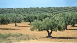 &Alpha;&nu;&tau;&iota;&mu;&epsilon;&tau;ώ&pi;&iota;&sigma;&eta; &alpha;&sigma;&theta;&epsilon;&nu;&epsilon;&iota;ώ&nu; &gamma;&iota;&alpha; &tau;&eta;&nu; &kappa;&alpha;&lambda;&lambda;&iota;έ&rho;&gamma;&epsilon;&iota;&alpha; &tau;&eta;&sigmaf; &epsilon;&lambda;&iota;ά&sigmaf;