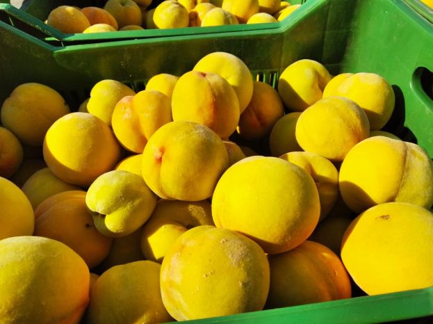 &Sigma;&upsilon;&mu;&pi;ύ&rho;&eta;&nu;&omicron; &rho;&omicron;&delta;ά&kappa;&iota;&nu;&omicron;: &Tau;&iota;&mu;έ&sigmaf; έ&tau;&omicron;&upsilon;&sigmaf; 2003 &alpha;&nu;&alpha;&mu;έ&nu;&omicron;&upsilon;&nu; &omicron;&iota; &rho;&omicron;&delta;&alpha;&kappa;&iota;&nu;&omicron;&pi;&alpha;&rho;&alpha;&gamma;&omega;&gamma;&omicron;ί - &Lambda;ί&gamma;&alpha; &tau;&alpha; 34-35 &lambda;&epsilon;&pi;&tau;ά / &kappa;&iota;&lambda;ό &pi;&omicron;&upsilon; &alpha;&kappa;&omicron;ύ&gamma;&omicron;&nu;&tau;&alpha;&iota; &sigma;&tau;&alpha; &alpha;&gamma;&rho;&omicron;&tau;&iota;&kappa;ά &sigma;&tau;έ&kappa;&iota;&alpha;