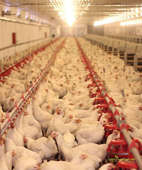 &Omicron;&iota; &pi;&tau;&eta;&nu;&omicron;&tau;&rho;&omicron;&phi;&iota;&kappa;έ&sigmaf; &mu;&omicron;&nu;ά&delta;&epsilon;&sigmaf; &epsilon;&nu;&tau;ά&sigma;&sigma;&omicron;&nu;&tau;&alpha;&iota; &sigma;&tau;&omicron;&nu; &Alpha;&nu;&alpha;&pi;&tau;&upsilon;&xi;&iota;&alpha;&kappa;ό &mu;&epsilon; &tau;&rho;&omicron;&pi;&omicron;&pi;&omicron;&iota;&eta;&tau;&iota;&kappa;ή &Kappa;&Upsilon;&Alpha; &tau;&omega;&nu; &Lambda;&iota;&beta;&alpha;&nu;&omicron;ύ, &Pi;&alpha;&pi;&alpha;&theta;&alpha;&nu;ά&sigma;&eta; &kappa;&alpha;&iota; &Omicron;&iota;&kappa;&omicron;&nu;ό&mu;&omicron;&upsilon;